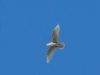 Larus glaucoides 2cy Olas hörna, Klagshamns udde, Malmö, Skåne, Sweden 20170416B_0057