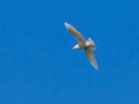 Larus glaucoides 2cy Olas hörna, Klagshamns udde, Malmö, Skåne, Sweden 20170416B_0061