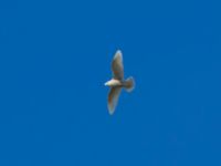 Larus glaucoides 2cy Olas hörna, Klagshamns udde, Malmö, Skåne, Sweden 20170416B_0063