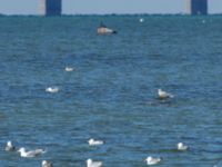 Larus glaucoides 2cy Olas hörna, Klagshamns udde, Malmö, Skåne, Sweden 20170416_0021