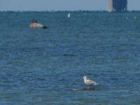 Larus glaucoides 2cy Olas hörna, Klagshamns udde, Malmö, Skåne, Sweden 20170416_0025