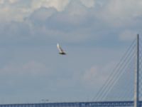 Larus glaucoides 2cy Olas hörna, Klagshamns udde, Malmö, Skåne, Sweden 20170416_0027