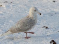 Larus glaucoides 3cy Aarhus, Denmark 20120204 215