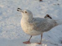 Larus glaucoides 3cy Aarhus, Denmark 20120204 218