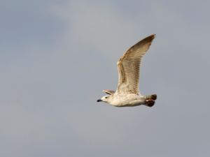 Larus heuglini - Heuglin's Gull - Tundratrut