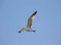 Larus heuglini Northern Beach, Israel 20130329 213