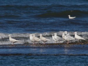 Larus hyperboreus - Glaucous Gull - Vittrut