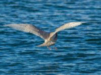 Larus hyperboreus 2cy Hanstholm, Thisted, Jylland, Denmark 20180107_0009