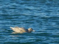 Larus hyperboreus 2cy Hanstholm, Thisted, Jylland, Denmark 20180107_0015