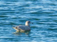 Larus hyperboreus 2cy Hanstholm, Thisted, Jylland, Denmark 20180107_0017