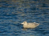 Larus hyperboreus 2cy Hanstholm, Thisted, Jylland, Denmark 20180107_0033