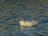 Larus hyperboreus 2cy Hanstholm, Thisted, Jylland, Denmark 20180107_0041