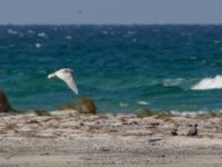 Larus hyperboreus 2cy Nabben, Falsterbohalvön, Vellinge, Skåne, Sweden 20150502_0015