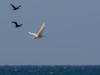 Larus hyperboreus 2cy Nabben, Falsterbohalvön, Vellinge, Skåne, Sweden 20150502_0021