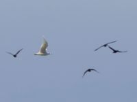 Larus hyperboreus 2cy Nabben, Falsterbohalvön, Vellinge, Skåne, Sweden 20150502_0037