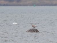 Larus hyperboreus Tygelsjö ängar, Malmö, Skåne, Sweden 20150118B_0012