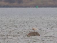 Larus hyperboreus Tygelsjö ängar, Malmö, Skåne, Sweden 20150118B_0016