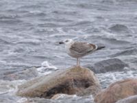 Larus marinus 2cy Naturum Öresund, Ribersborg, Malmö, Skåne, Sweden 20250103_0018