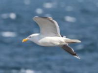 Larus marinus ad Ön, Malmö, Skåne, Sweden 20230702_0002