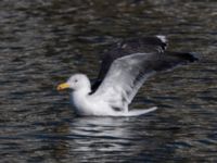 Larus marinus ad Pildammsparken, Malmö, Skåne, Sweden 20220223_0024