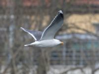 Larus marinus ad Pildammsparken, Malmö, Skåne, Sweden 20240305_0034