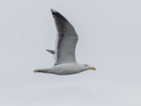 Larus marinus ad Scaniaparken, Malmö, Skåne, Sweden 20240330_0042