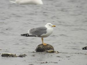 Larus michahellis - Yellow-legged Gull - Medelhavstrut