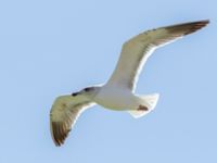 Larus michahellis 3cy Talhamar Restaurant, Dakhla Peninsula, Western Sahara, Morocco 20180218_0248