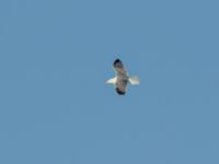 Larus michahellis 4cy Oued Ksob River Mouth, Essaouria, Morocco 20180225_0244