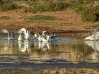 Larus michahellis Oued Ksob River River Mouth, Essaouria, Morocco 20180225_0405