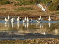 Larus michahellis Oued Ksob River River Mouth, Essaouria, Morocco 20180225_0408