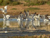 Larus michahellis Oued Ksob River River Mouth, Essaouria, Morocco 20180225_0409