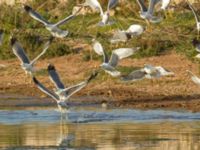 Larus michahellis Oued Ksob River River Mouth, Essaouria, Morocco 20180225_0412