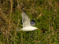 Larus michahellis Oued Ksob River River Mouth, Essaouria, Morocco 20180225_0414