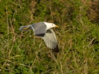 Larus michahellis Oued Ksob River River Mouth, Essaouria, Morocco 20180225_0415