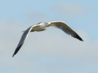 Larus michahellis Oued Ksob River River Mouth, Essaouria, Morocco 20180225_0420