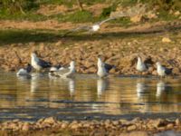 Larus michahellis Oued Ksob River River Mouth, Essaouria, Morocco 20180225_0423