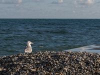 Larus michahellis ad Dagomys, Krasnodar, Russia 20160905_0035