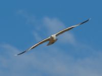 Larus michahellis ad Oued Ksob River Mouth, Essaouria, Morocco 20180225_0248