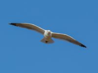 Larus michahellis ad Oued Ksob River Mouth, Essaouria, Morocco 20180225_0251