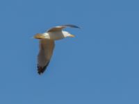 Larus michahellis ad Oued Ksob River Mouth, Essaouria, Morocco 20180225_0252