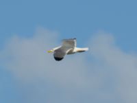 Larus michahellis ad Oued Ksob River Mouth, Essaouria, Morocco 20180225_0254