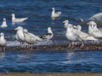 Larus hyperboreus barrovianus et Larus schistisagus 3cy Nome River mouth, Nome, Alaska, USA 20140619_0650