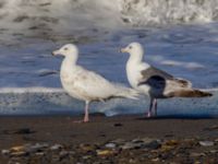 Larus schistisagus 3cy et Larus hyperboreus barrovianus 2cy Nome, Alaska, USA 20140619_0412