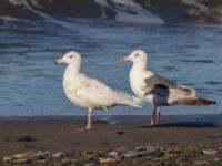 Larus schistisagus 3cy et Larus hyperboreus barrovianus 2cy Nome, Alaska, USA 20140619_0413