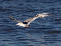 Larus schistisagus 3cy et Larus hyperboreus barrovianus 2cy Nome, Alaska, USA 20140619_0428