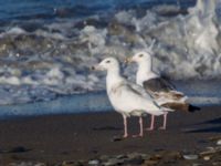 Larus schistisagus 3cy et Larus hyperboreus barrovianus 2cy Nome, Alaska, USA 20140619_0397