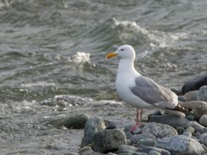 Larus smithsonianus - American Herring Gull - Kanadatrut