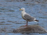 Larus smithsonianus Anchor Point, Homer, Alaska, USA 20140617_1238