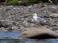 Larus smithsonianus Anchor Point, Homer, Alaska, USA 20140617_1239